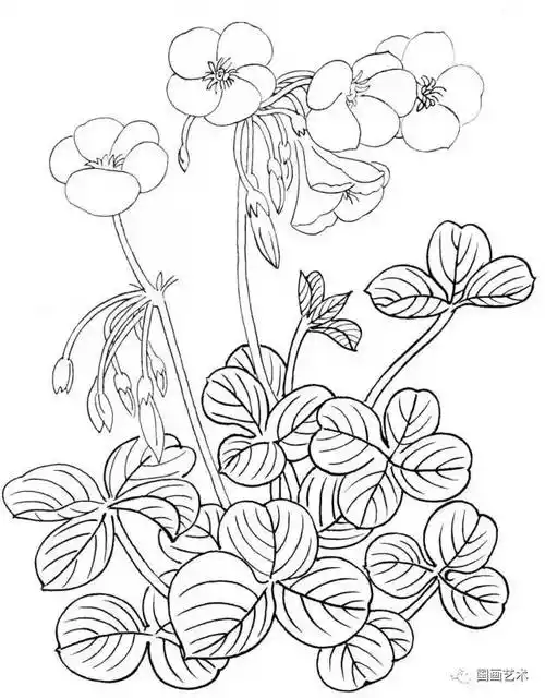 图文教程:白描花卉