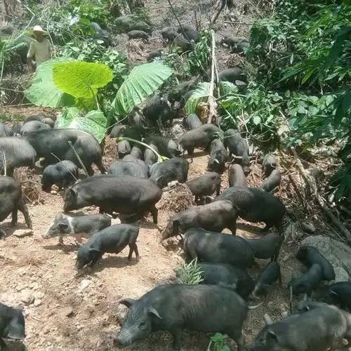 广西河池天峨县黑土猪 20-25斤