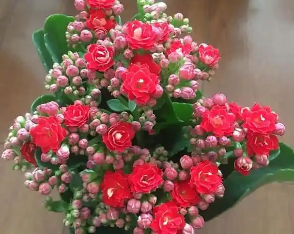 富贵美观大气,室内幸福财运花