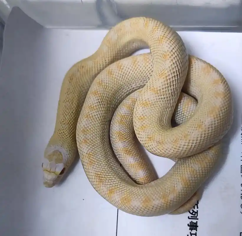 宠物蛇喂食后的消化时间