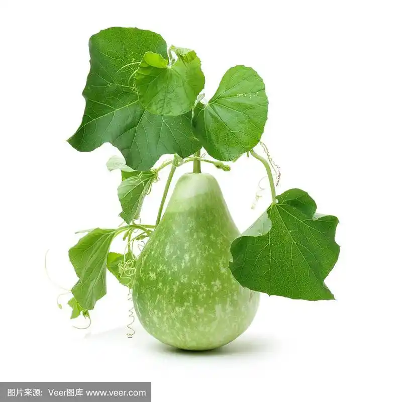 葫芦和叶子在白色的背景上