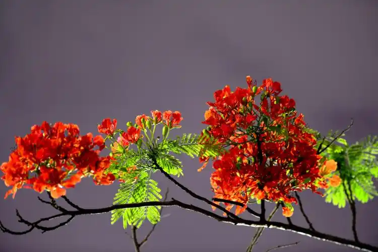 凤凰花 凤凰木又名影树,凤凰树,金凤,火凤凰,洋楹,红花楹.