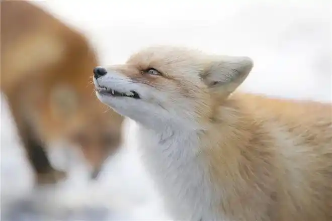 日本网友沉迷云吸狐北狐牧场的吐舌小狐狸出奇的可爱啊