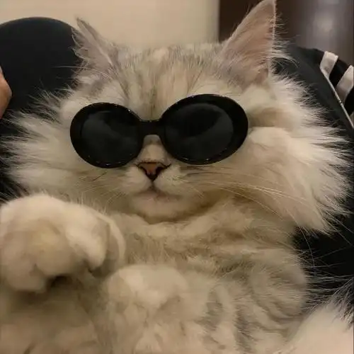 wechat/猫咪头像,让我康康谁不喜欢小猫咪#笑料江湖争霸赛##拯救不