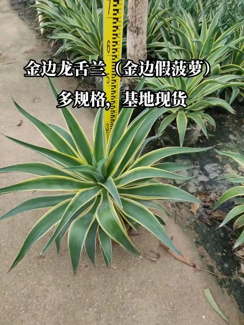 金边龙舌兰