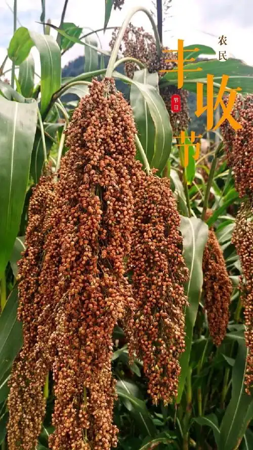 【又是一年丰收时】习水:串串高粱红似火 唱响丰收致富歌