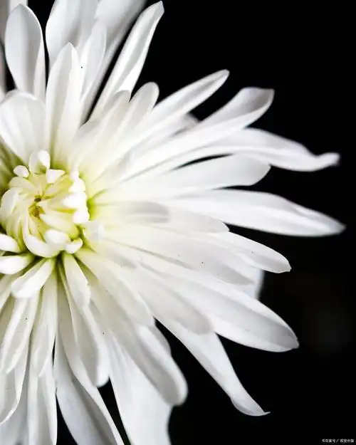 邻居长辈去世后,去吊唁,上香和磕头是一种表示尊敬和悼念的方式