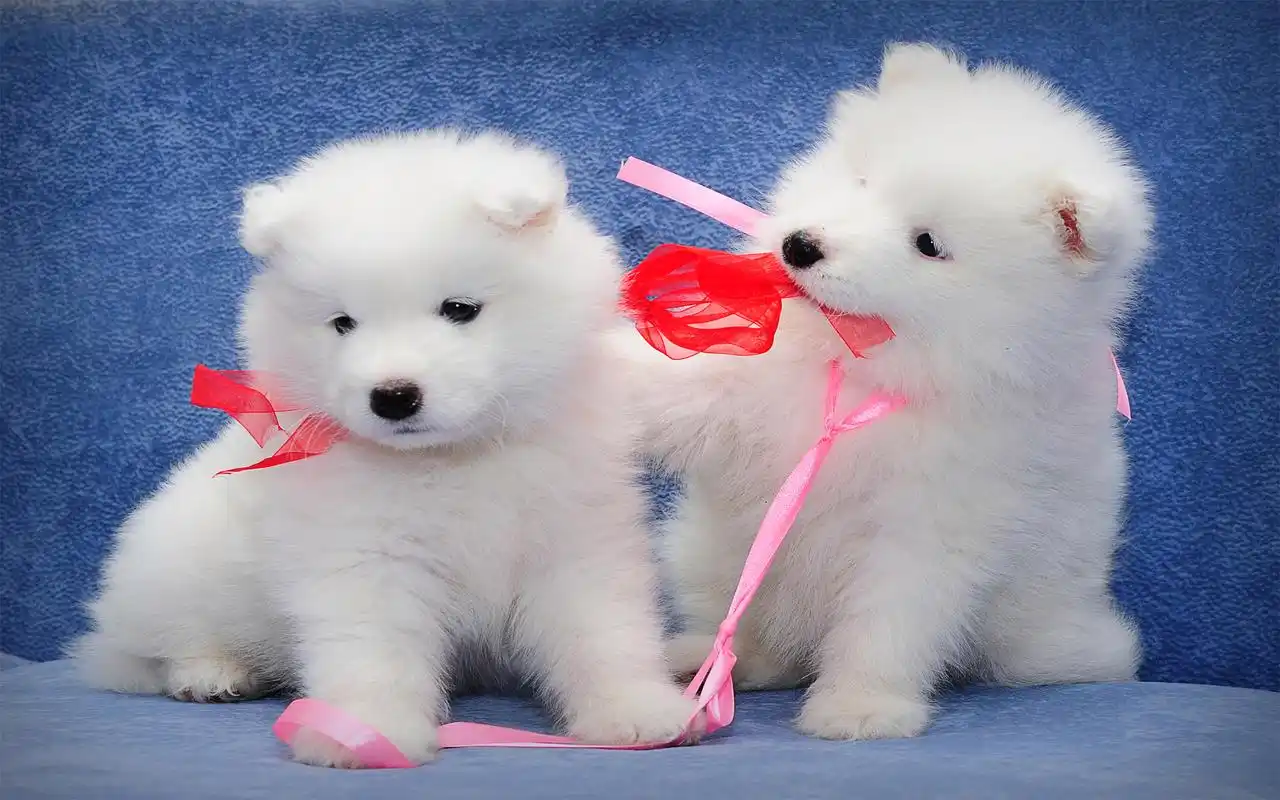 可爱汪星人萌萌哒高清动物壁纸图片下载