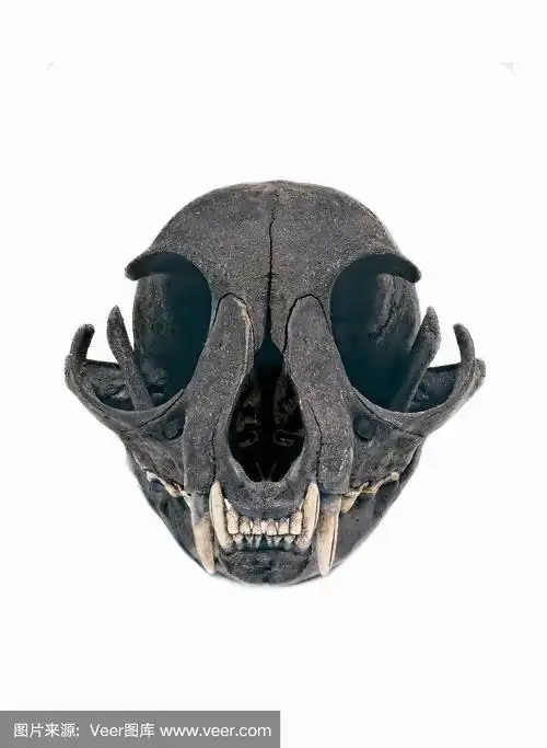 猫头骨咧嘴笑孤立在一个白色的背景.