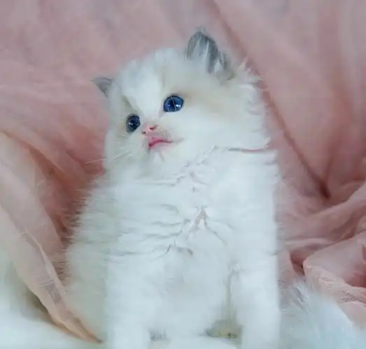 小奶猫就是软萌呀布偶蓝双弟弟