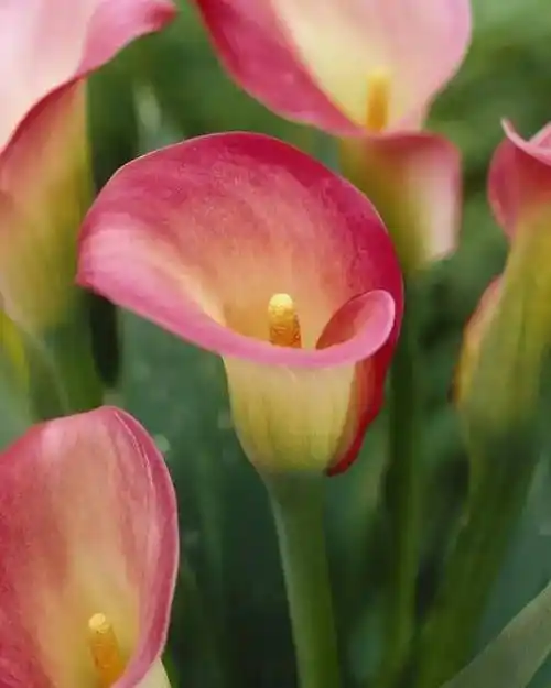 马蹄莲花优雅高贵的马蹄莲