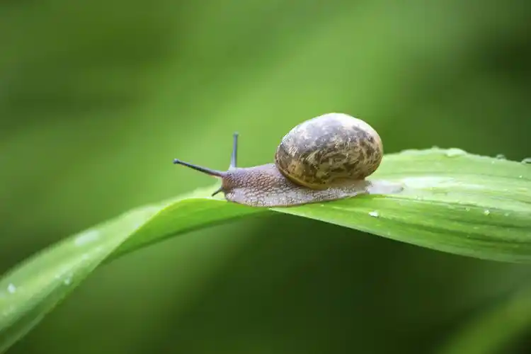 蜗牛