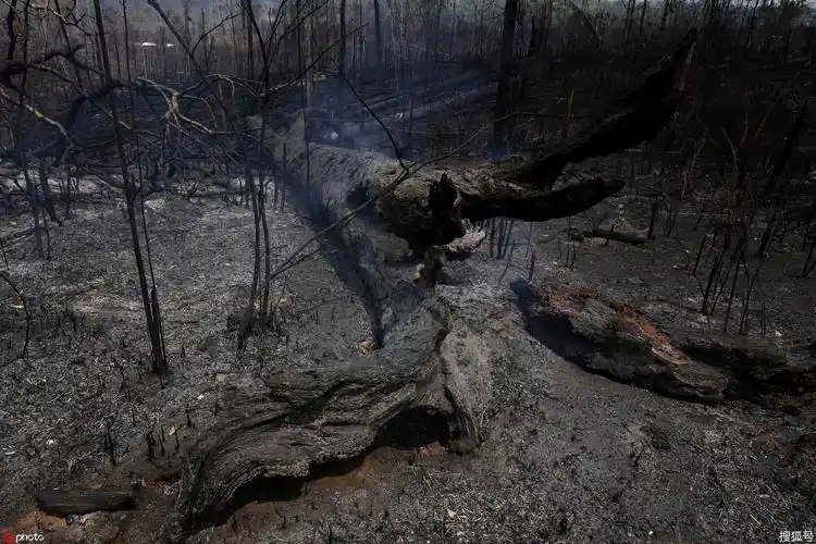 亚马逊雨林野火持续燃烧 浓烟滚滚满目疮痍