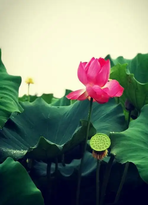 百朵荷花图——2019.7.15