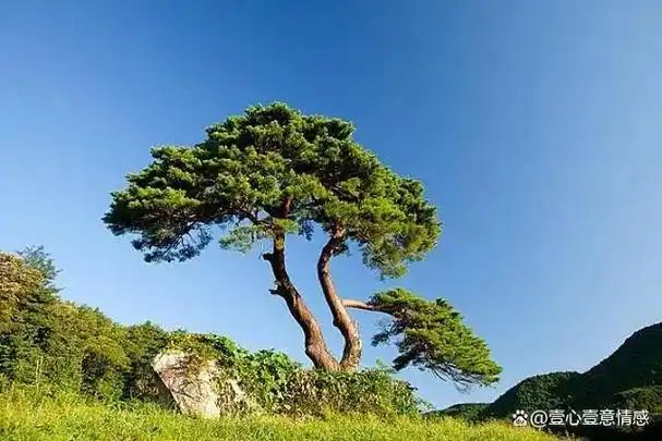那年去大姑家,在村口松树下避雨,一位驼背老人的善举
