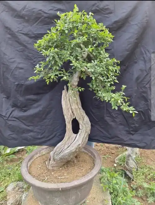 小叶榔榆盆景熟桩