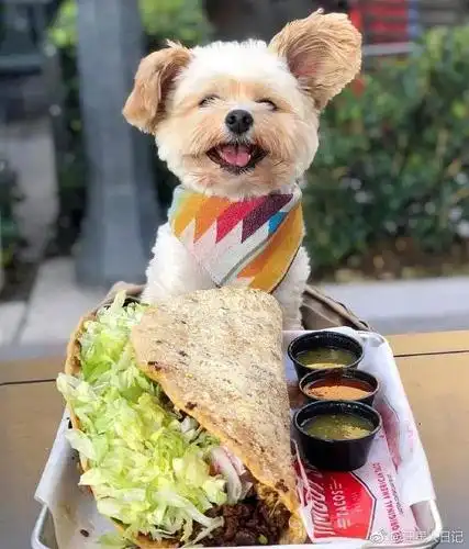 请吃饭的可爱狗几