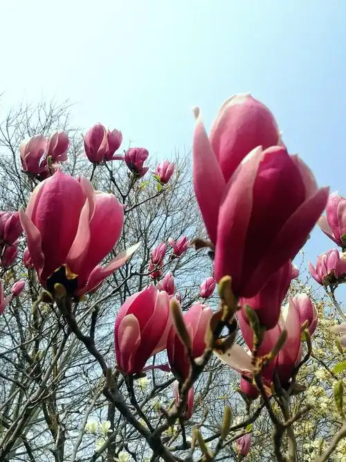 仔细看,还有一些含苞欲放的玉兰树呢.这花期,起码还能有十天以上.