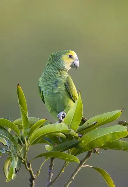 p>黄肩亚马逊鹦鹉是 a target="_blank" href="/item/鹦形目/1745763