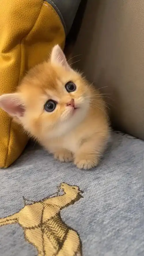 720_1280竖版 竖屏gif 动态图 动图