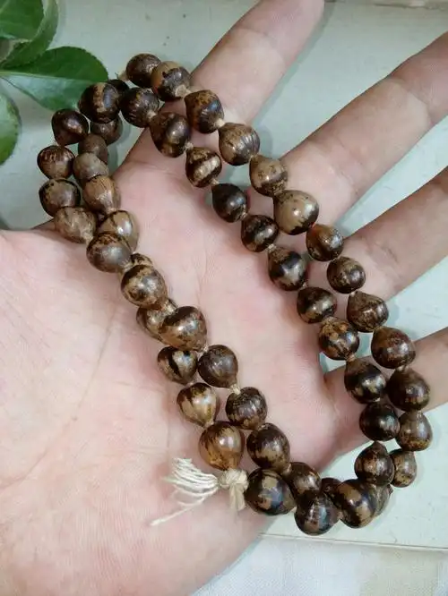 老珠串 老菩提 老草珠菩提