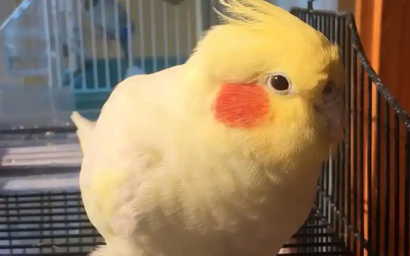 玄凤鹦鹉黄黄菠萝晒鸡