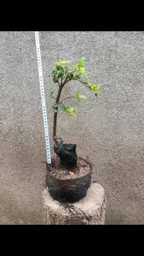 长期出售金弹子盆栽#金弹子母桩