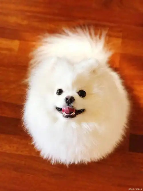 博美这6种行为,在告诉你,它对你很开心!