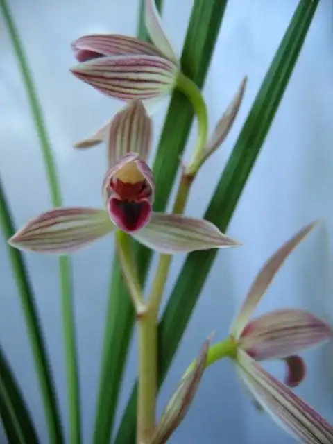 02如意红舌9个头 - 中国兰花交易网