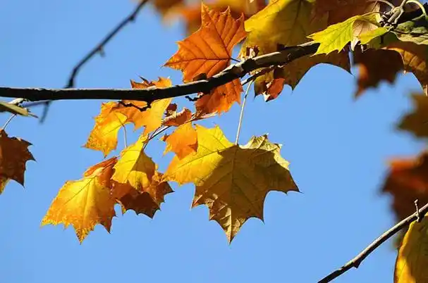 梧桐树图片,梧桐,上海人的乡愁 - 冷求网