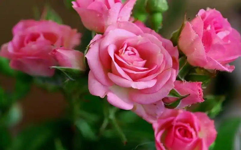 描述: 粉玫瑰-植物高清壁纸 当前壁纸尺寸: 1680 x 1050