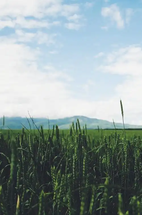 安静祥和的文艺小清新场景优美图