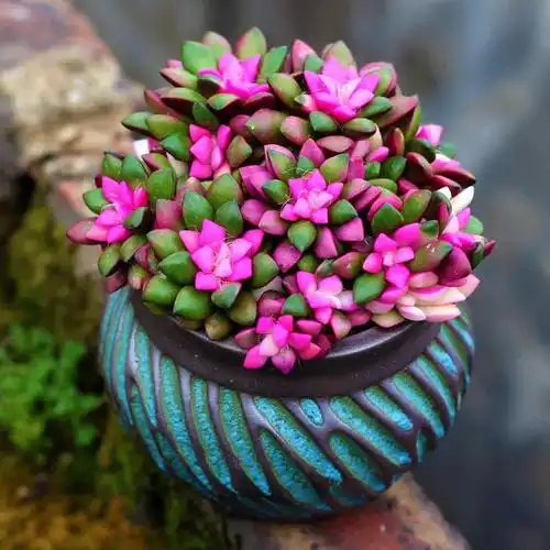 多肉植物盆栽吹雪之松锦仙人掌盆栽办公室盆栽阳台植物绿植花卉