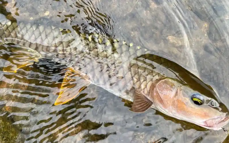 作钓军鱼的季节开始了,你们准备好了吗?