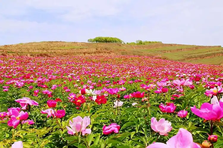 浅夏芍药花开,带你去看那一片花海