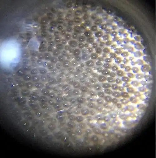 老犀角杯表面用放大镜看到一颗颗的是什么