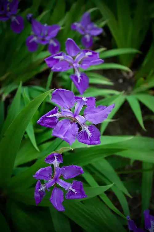 可却常见,惭愧啊,后来查了学名叫马兰花,别名:蠡实,紫蓝草,兰花草,箭