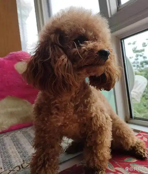 衡水市桃城区2000寻找棕色泰迪犬