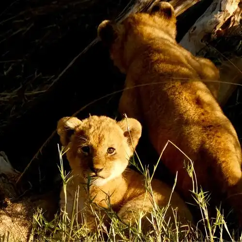 小狮子萌哒哒 精华