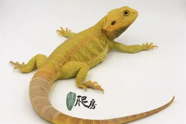 它为何成为世界第3大宠物详解鬃狮蜥23大基因达叔讲传奇