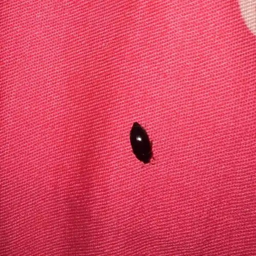 床上总出现这种虫子,请问是什么虫子.