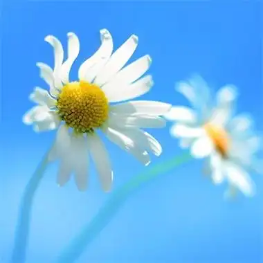 2023属龙女最吉利头像(精选14张)