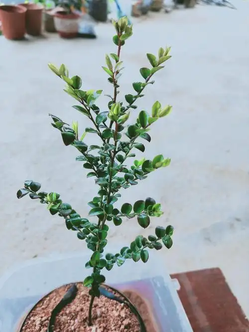 细叶紫檀树苗 珍贵植物树木 小叶紫檀木苗小苗 小叶紫檀苗 40cm(含)