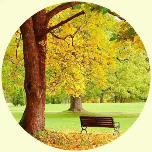 可长期使用的最适合做微信头像的图片最美风景