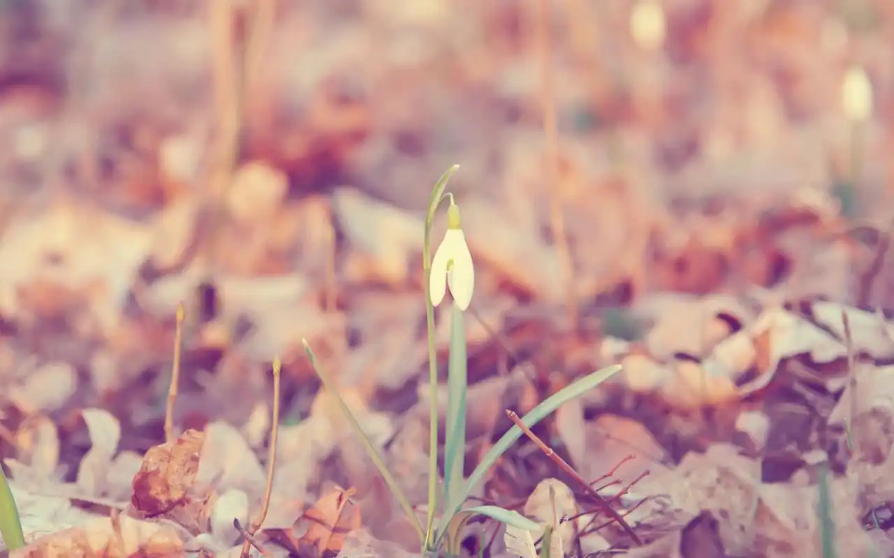 小清新唯美意境高清桌面壁纸