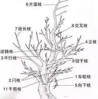 盆景艺术 #盆景素材 #修剪盆景造型设计 - 抖音