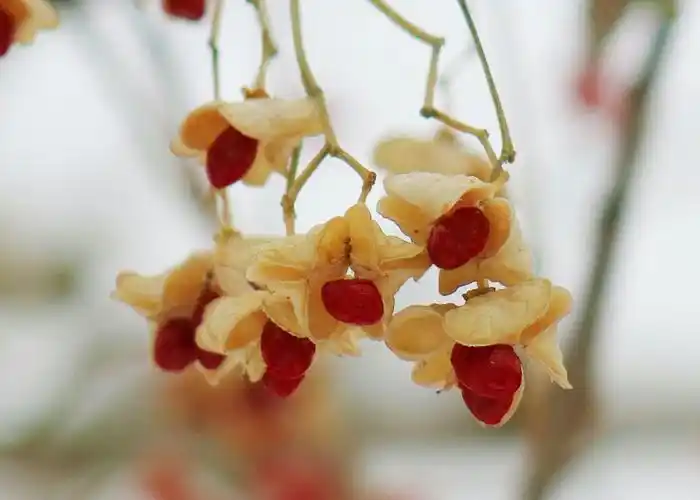 这两天,发现家门口两棵丝棉木果实挂满枝梢,开裂露出红色假种皮,在