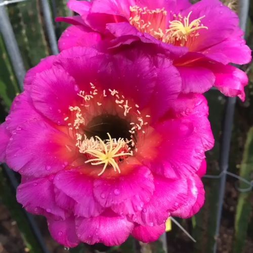 新品《紫萱》毛花柱仙人球紫粉色超大20公分花径球体圆润多肉植物