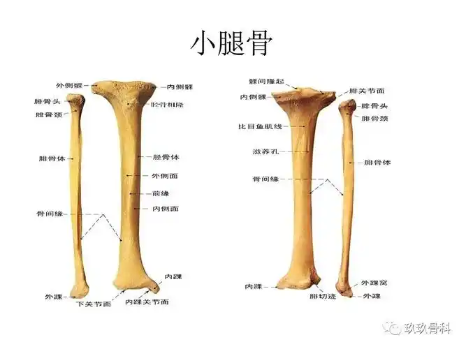 下肢腿部功能解剖