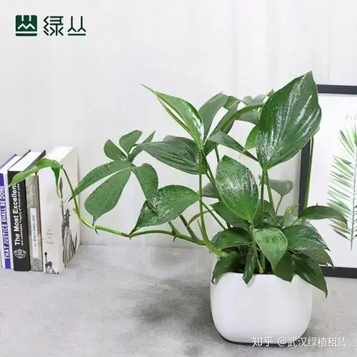 武汉绿植租赁 长势好的麒麟尾植物非常具有观赏性,所以今天绿丛园林